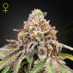 blue haze x gelato 41 cannabis seeds by greenhouse seed co