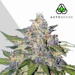 blueberry cannabis seeds by auto seeds