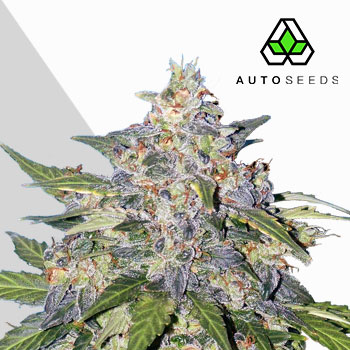 blueberry cannabis seeds by auto seeds