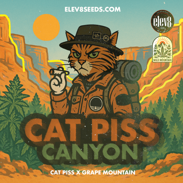 cat piss canyon cannabis seeds by elev8 seeds