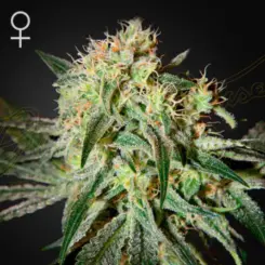 damn sour cannabis seeds by greenhouse seed co