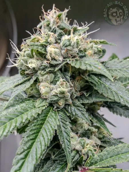 deadpanhead sour diesel