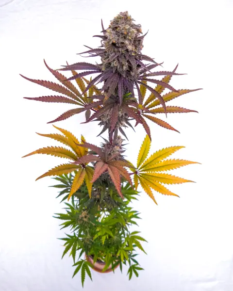 deadpanhead sunset cream haze