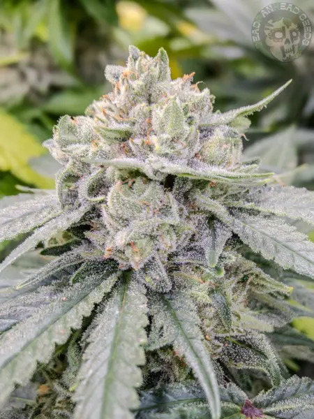 deadpanhead uk cheese cannabis seeds
