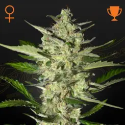 flowerbomb kush cannabis seeds by greenhouse seed co