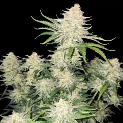 Frostbanger Auto Cannabis Seeds by Fastbuds