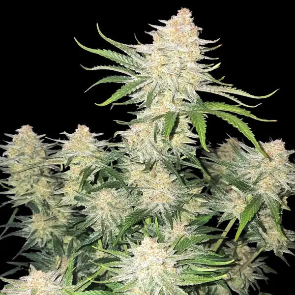 Frostbanger Auto Cannabis Seeds by Fastbuds