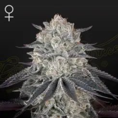 fullgas cannabis seeds by greenhouse seed co
