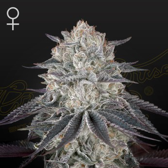 fullgas cannabis seeds by greenhouse seed co