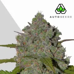 green crack cannabis seeds by auto seeds
