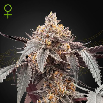 guava x gelato 41 cannabis seeds by greenhouse seed co
