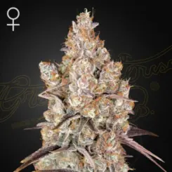 holy snow cannabis seeds by greenhouse seed co