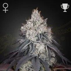 lemon orange cannabis seeds by greenhouse seed co