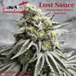 lost sauce cannabis seeds by cannarado genetics