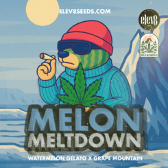 melon meltdown cannabis seeds by elev8 seeds