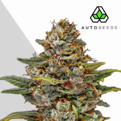 og kush cannabis seeds by auto seeds
