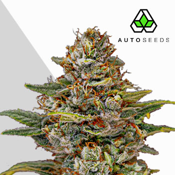 og kush cannabis seeds by auto seeds