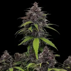 Purple Haze Auto Cannabis Seeds by Fastbuds