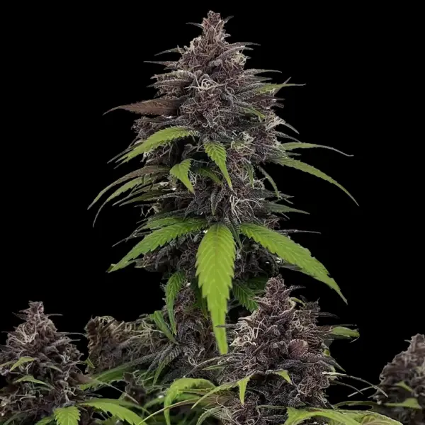 Purple Haze Auto Cannabis Seeds by Fastbuds