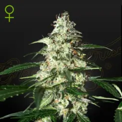 skunk cannabis seeds by greenhouse seed co