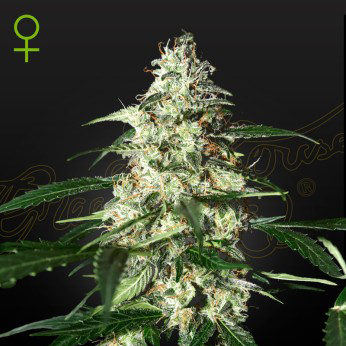 skunk cannabis seeds by greenhouse seed co