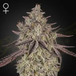 skywalker auto cannabis seeds by greenhouse seed co