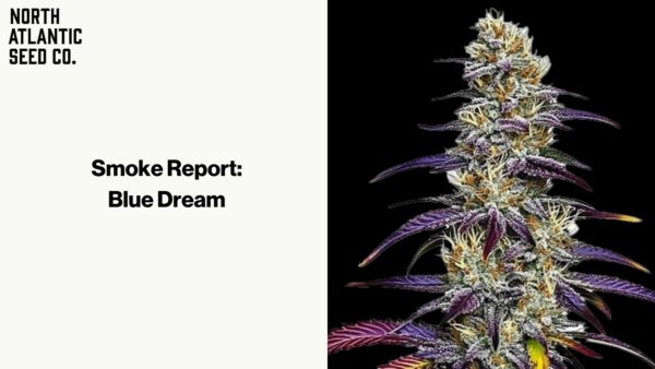 Smoke Report: Blue Dream