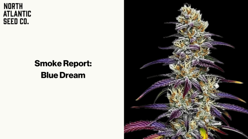 Smoke Report: Blue Dream