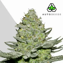 sour diesel cannabis seeds by auto seeds