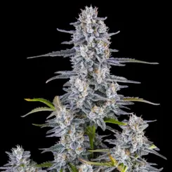 Super Boof Auto Cannabis Seeds by Fastbuds