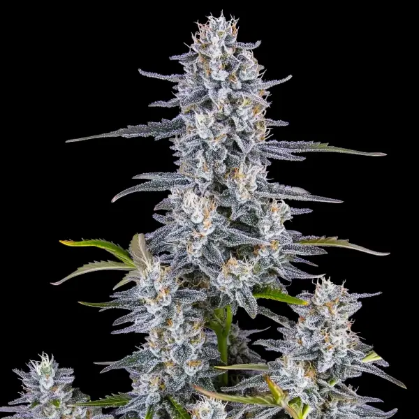 Super Boof Auto Cannabis Seeds by Fastbuds