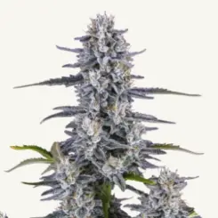 super boof cannabis seeds by fast buds