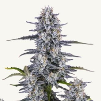 super boof cannabis seeds by fast buds