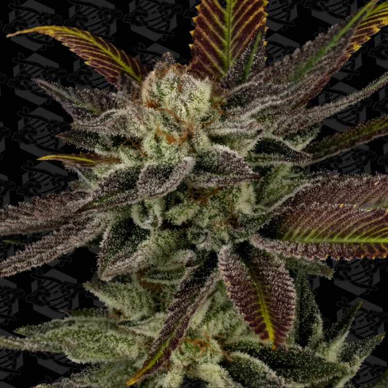 unicorn whip cannabis seeds by dirty bird genetics