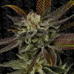 unicorn whip cannabis seeds by dirty bird genetics