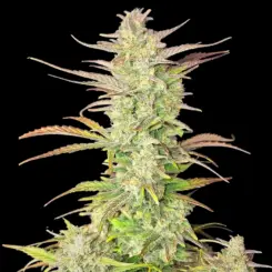 Z Up Auto Cannabis Seeds By Fastbuds