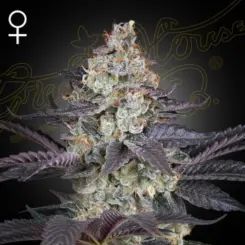 ztrawberry cannabis seeds by greenhouse seed co