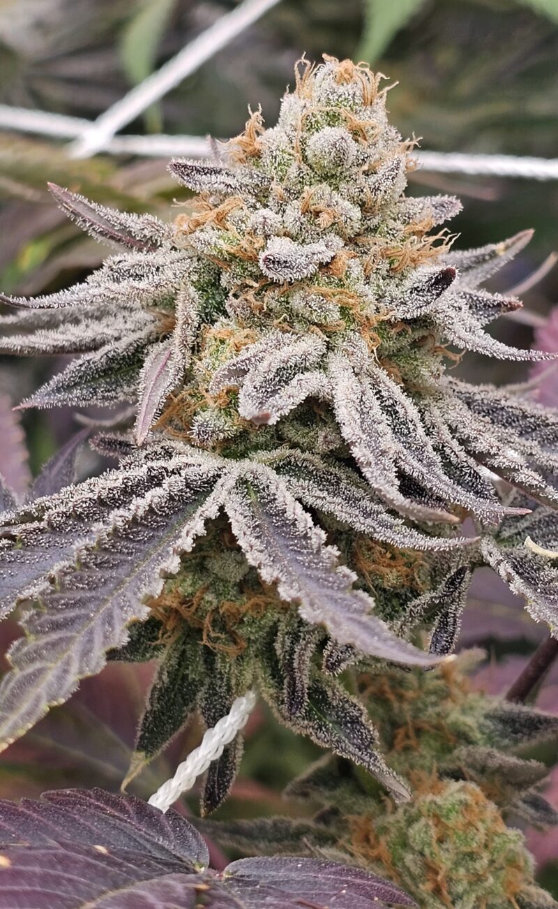 dripicane cannabis seeds by in house genetics