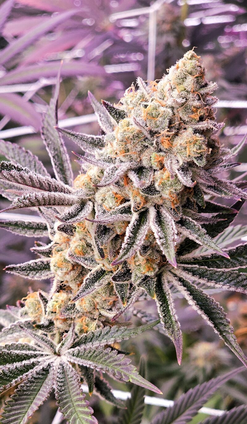 skunkaveli cannabis seeds by in house genetics