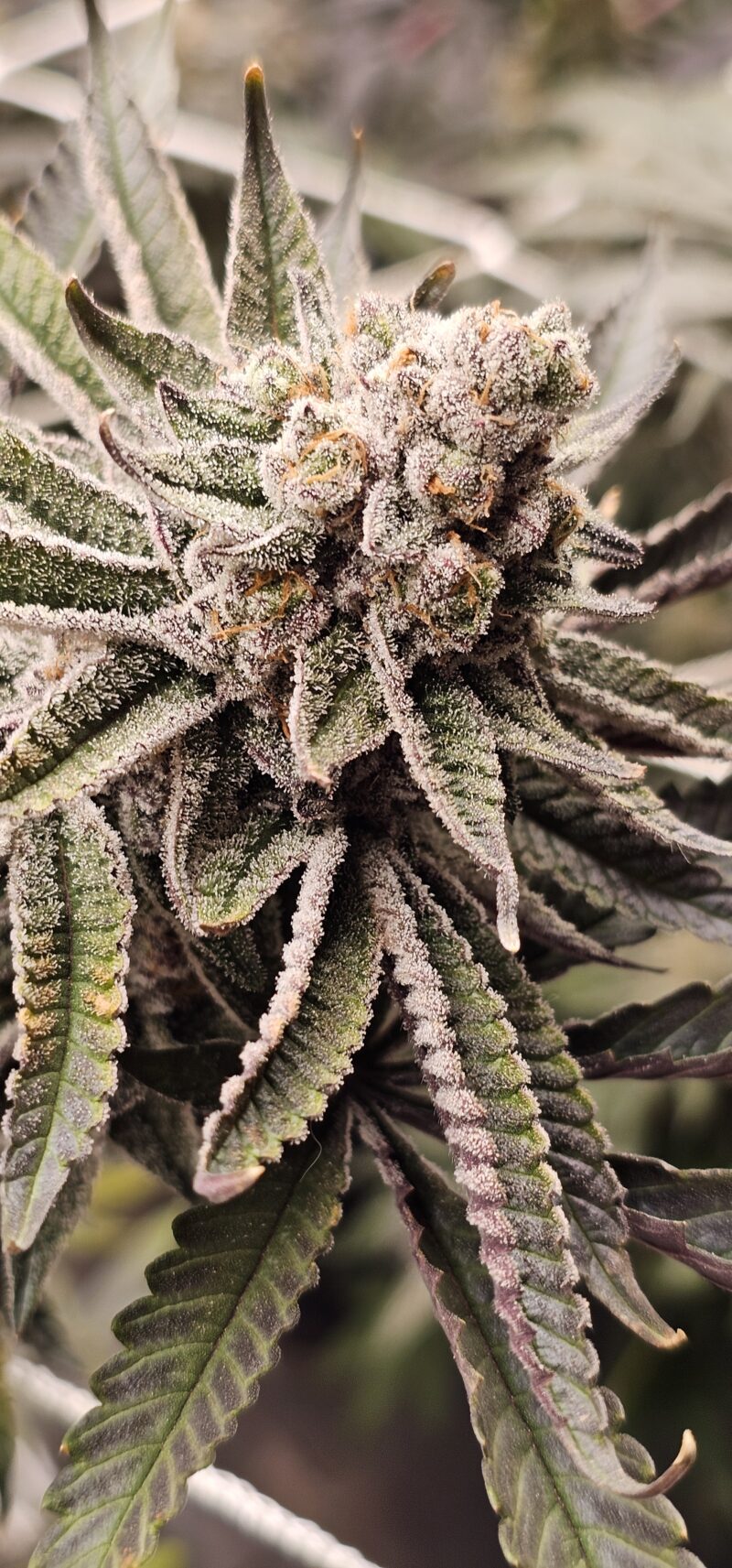 dripicane cannabis seeds by in house genetics