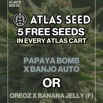 Atlas Seed