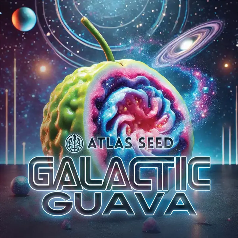 Galactic Guava FAST Cannabis Seeds by Atlas Seed