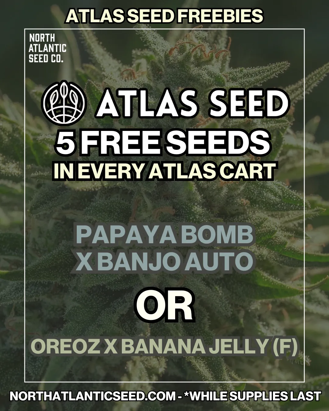 Atlas Seed Image