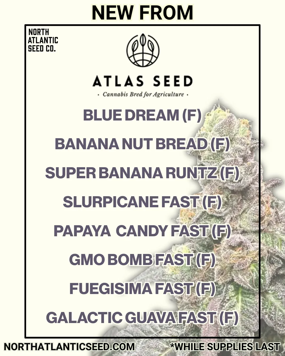 Atlas New Strains Summer 2025