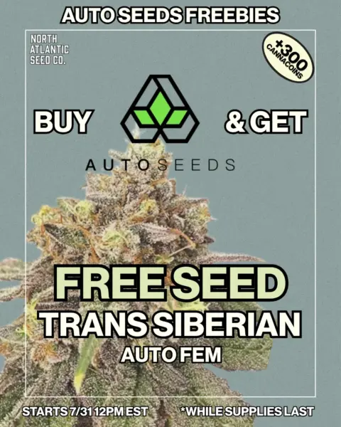 Auto Seeds's promotional image