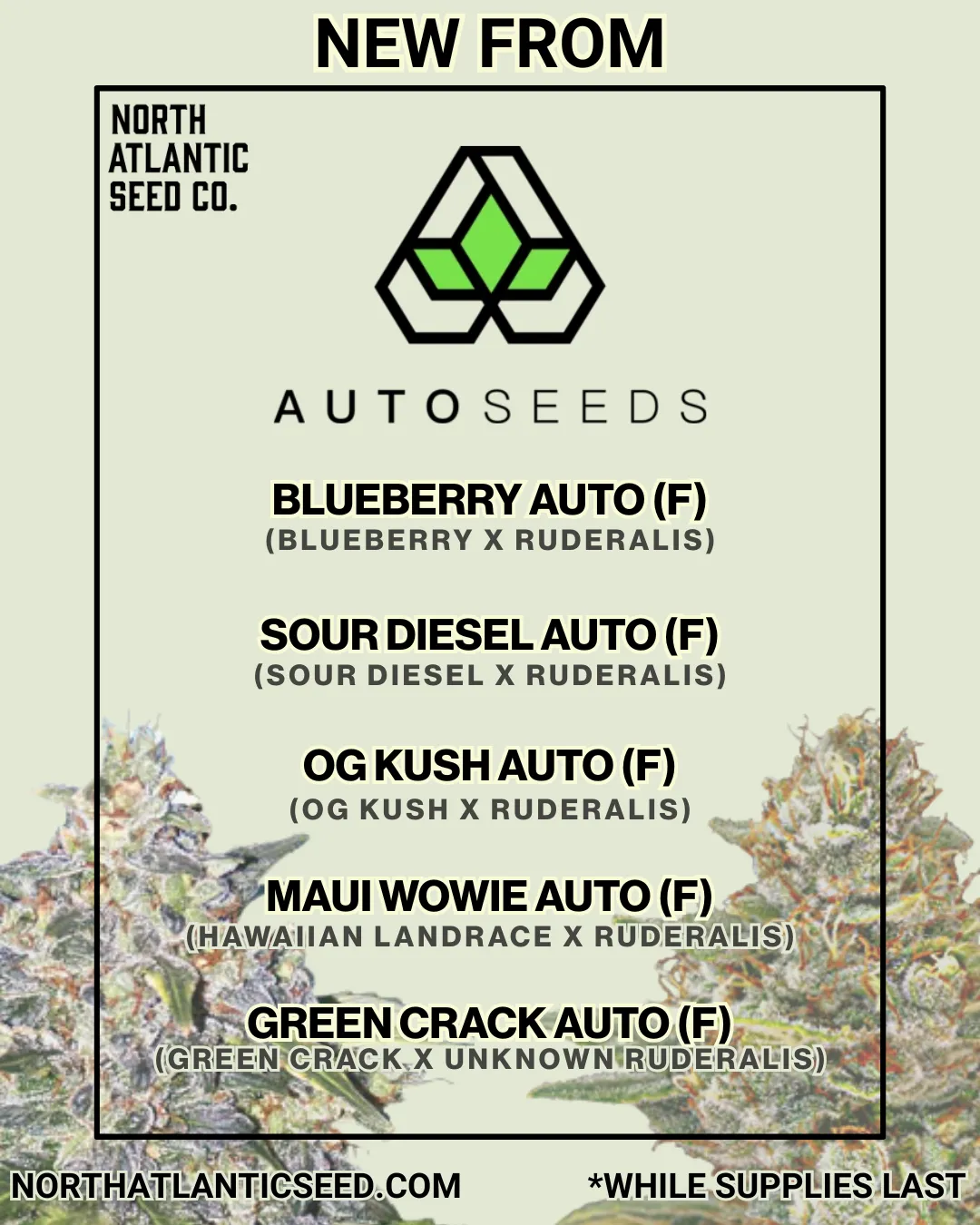 Auto Seeds New Strains 2025 cannabis seeds