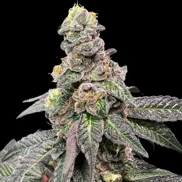 Banana Nut Bread Cannabis Seeds by Atlas Seed
