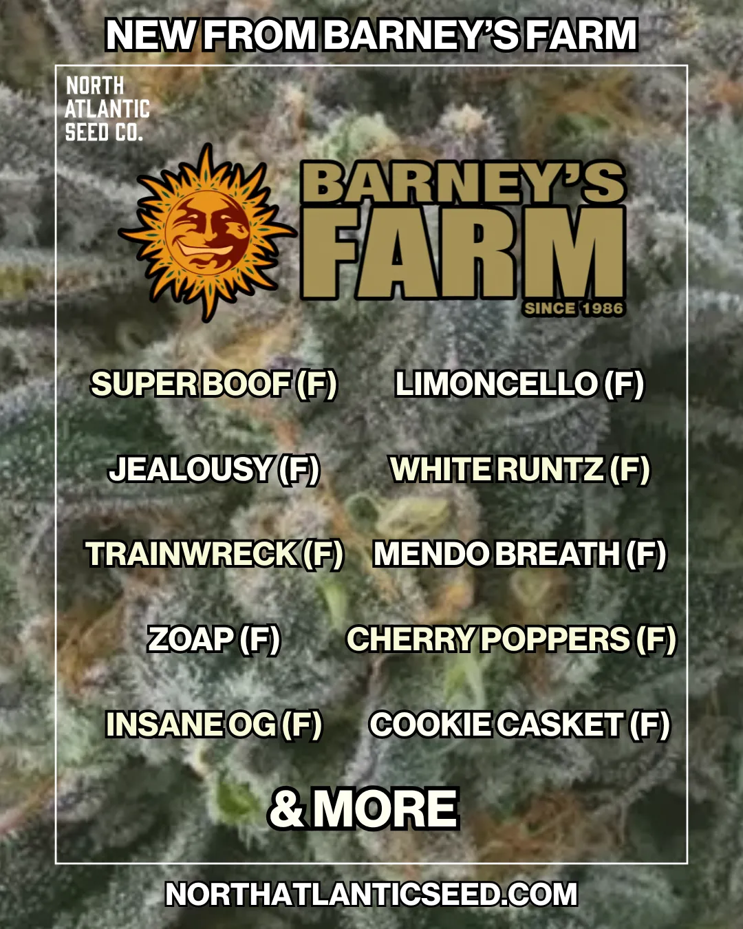 Barney's Farm New Strains 2025