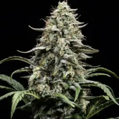 Blue Dream Cannabis Seeds by Atlas Seed