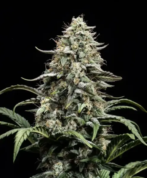Blue Dream Cannabis Seeds by Atlas Seed